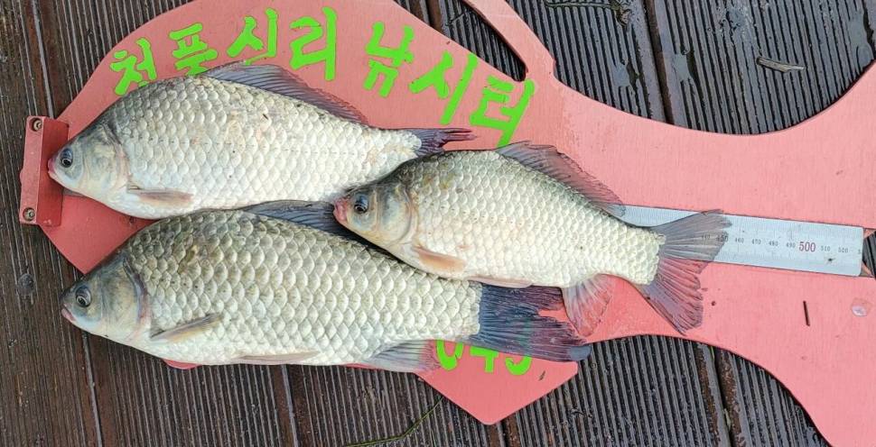 청풍신리낚시터 445cm 대물 조황입니다 (조황조행기 - 충주호조황속보)