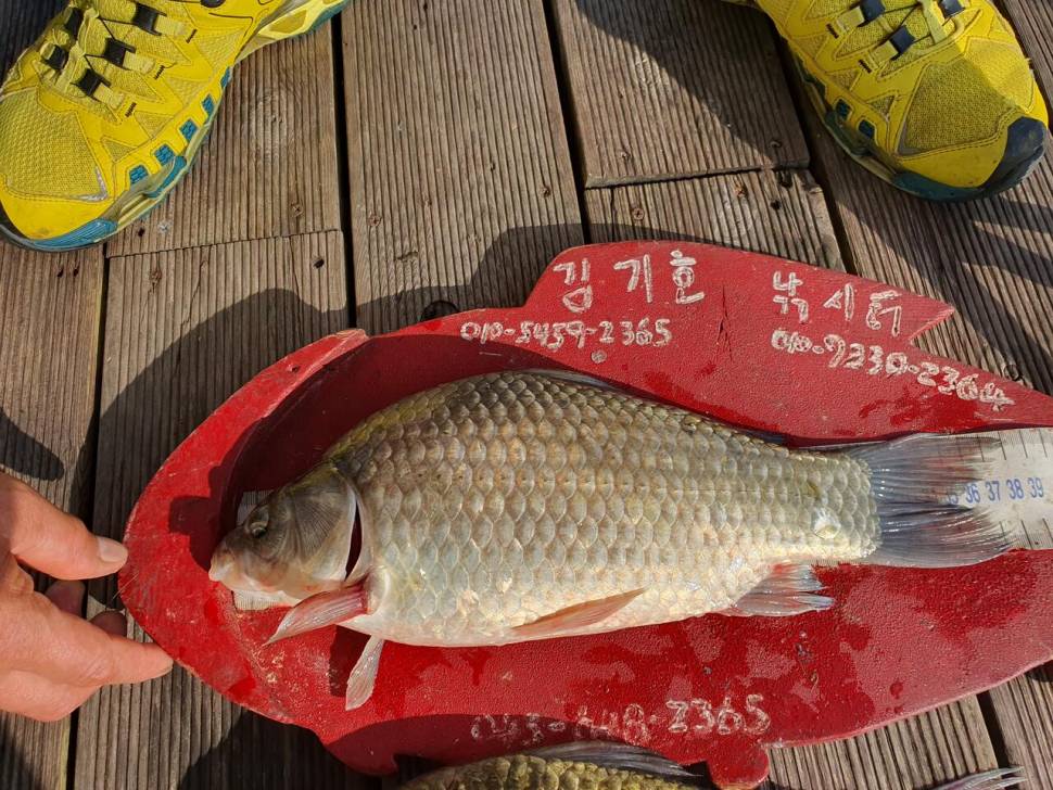 용곡 김기호 낚시터 조황정보 입니다 (조황조행기 - 충주호조황속보)