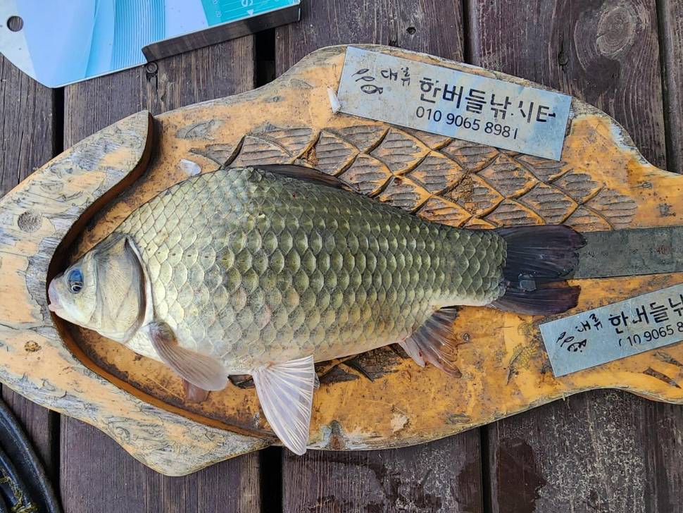 청풍 한버들 4짜및 허릿급 조황입니다 (조황조행기 - 충주호조황속보)