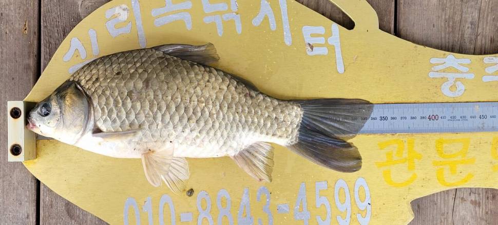 실리곡낚시터 허리급 조황입니다 (조황조행기 - 충주호조황속보)
