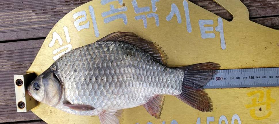 실리곡낚시터 허리급조황입니다 (조황조행기 - 충주호조황속보)