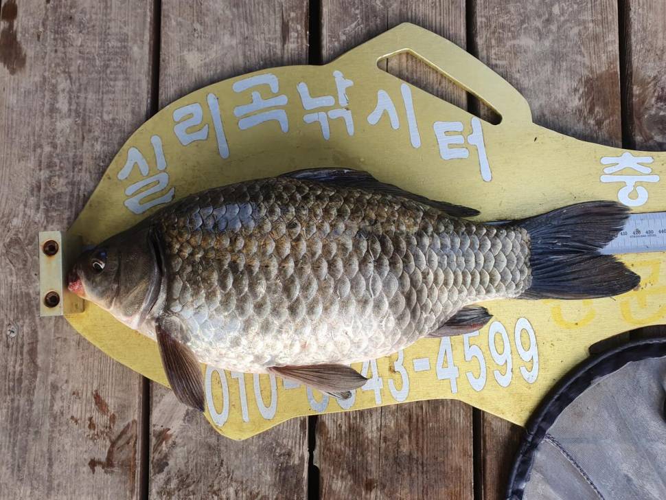 실리곡낚시터 4짜 4수 대박 조황입니다 (조황조행기 - 충주호조황속보)