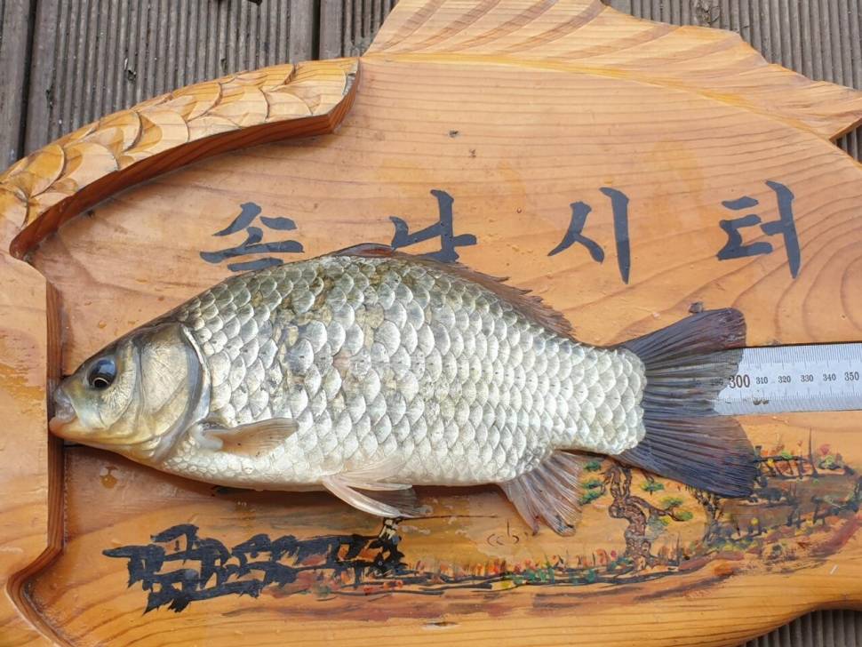 솔낚시터 4짜와 마릿수 조황입니다 (조황조행기 - 충주호조황속보)