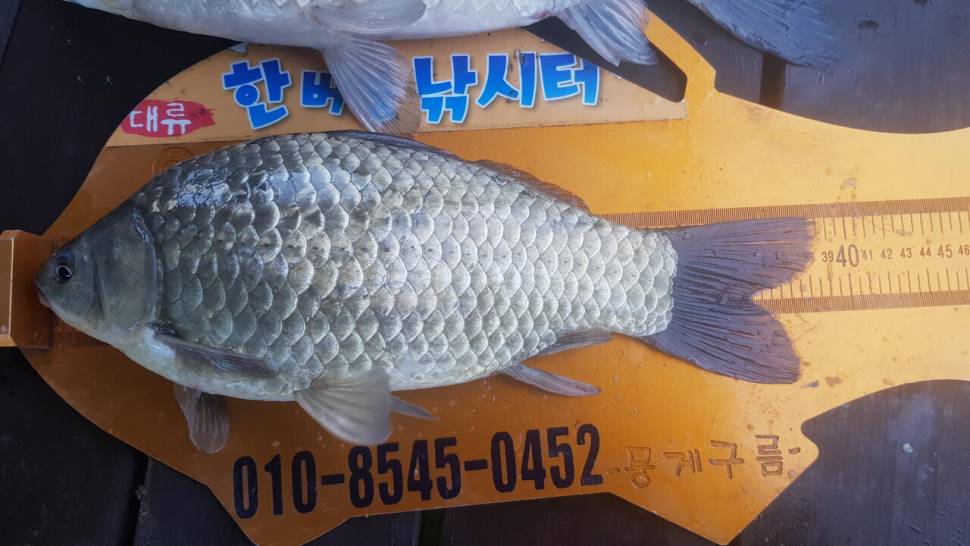 한버들 4짜44cm포함 허릿급 조황입니다 (조황조행기 - 충주호조황속보)
