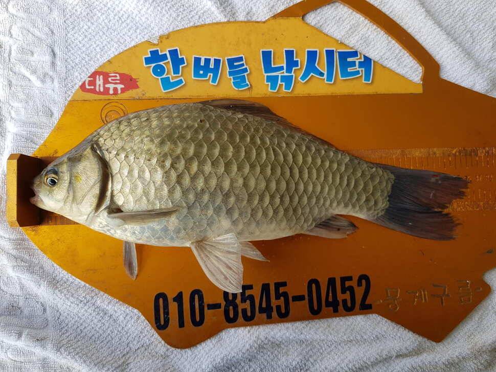한버들 4짜 포함 허릿급 조황입니다 (조황조행기 - 충주호조황속보)