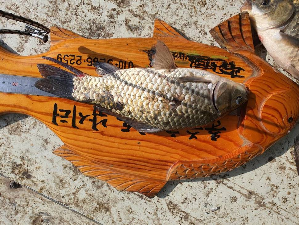 사오단돈 조항올려봅니다 (조황조행기 - 충주호조황속보)