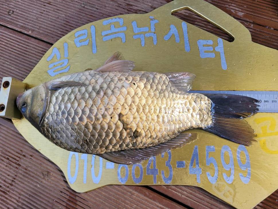 청풍실리곡낚시터 조황입니다 (조황조행기 - 충주호조황속보)