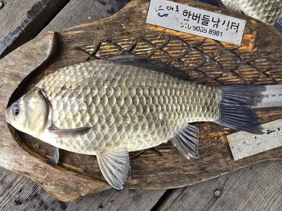 청풍 한버들 조황입니다 (조황조행기 - 충주호조황속보)