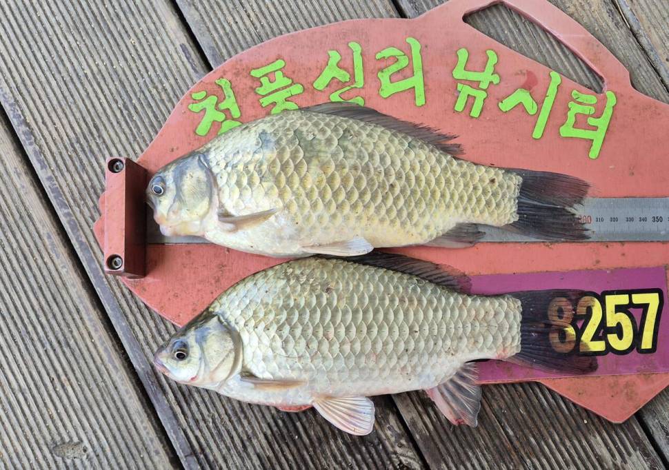 청풍신리낚시터 주말조황입니다 (조황조행기 - 충주호조황속보)