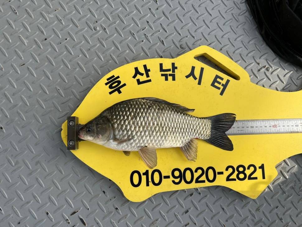 후산낚시터 조황 안내 입니다 (조황조행기 - 충주호조황속보)