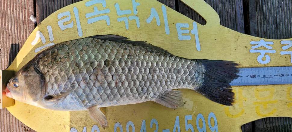 청풍실리곡낚시터 허리급 조황입니다 (조황조행기 - 충주호조황속보)