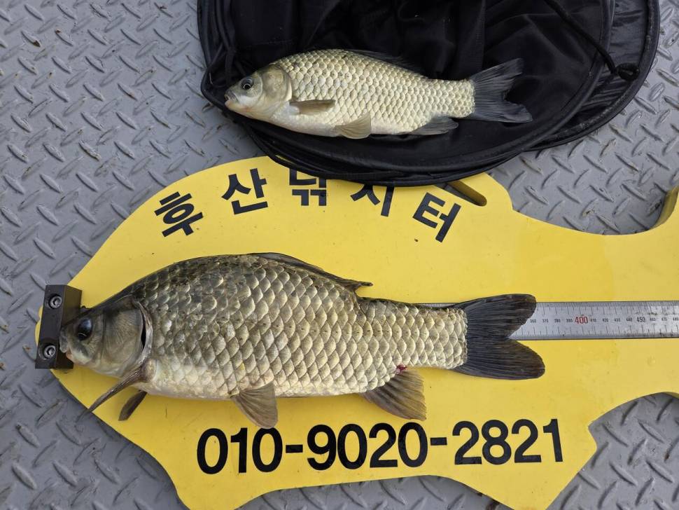후산낚시터 조황정보 (조황조행기 - 충주호조황속보)
