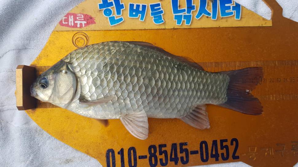 한버들 조황입니다 (조황조행기 - 충주호조황속보)