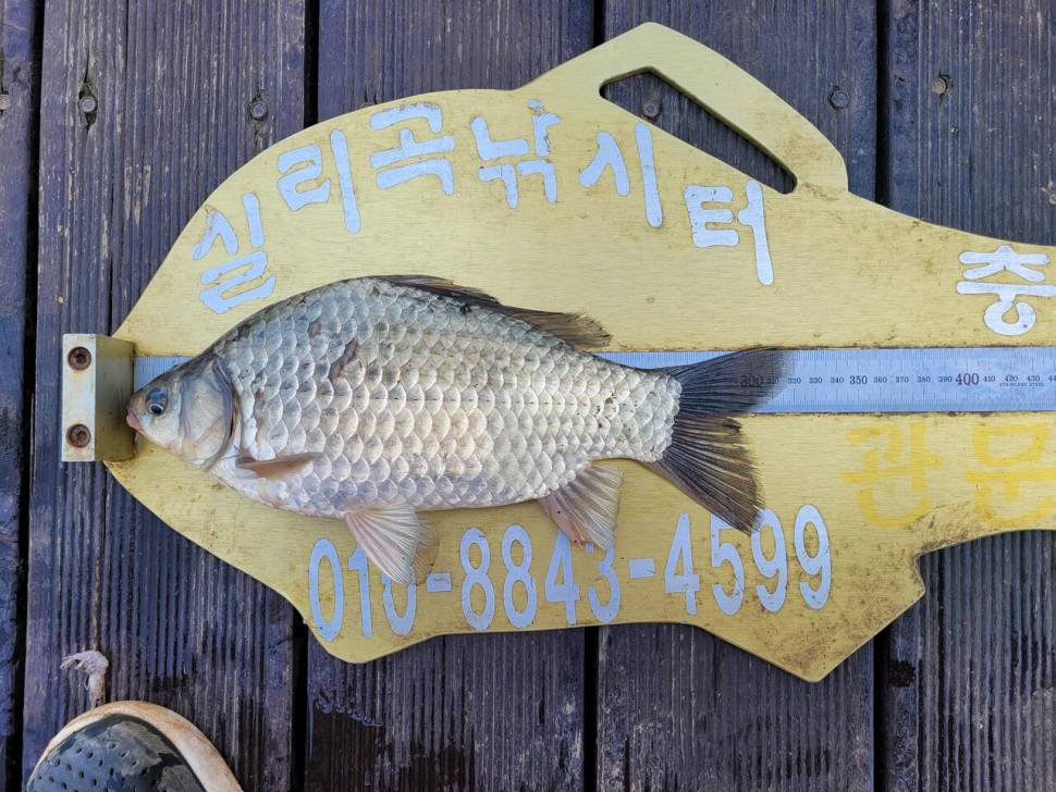 청풍실리곡낚시터 조황입니다 (조황조행기 - 충주호조황속보)