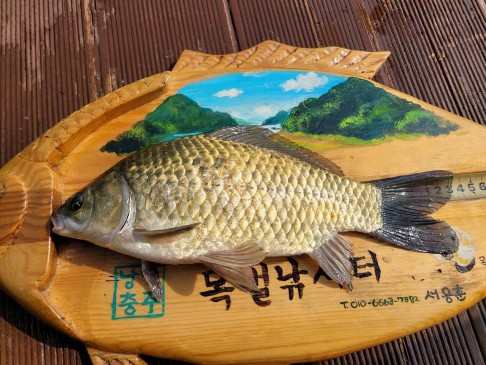 충주호목벌낚시터소식 (조황조행기 - 충주호조황속보)
