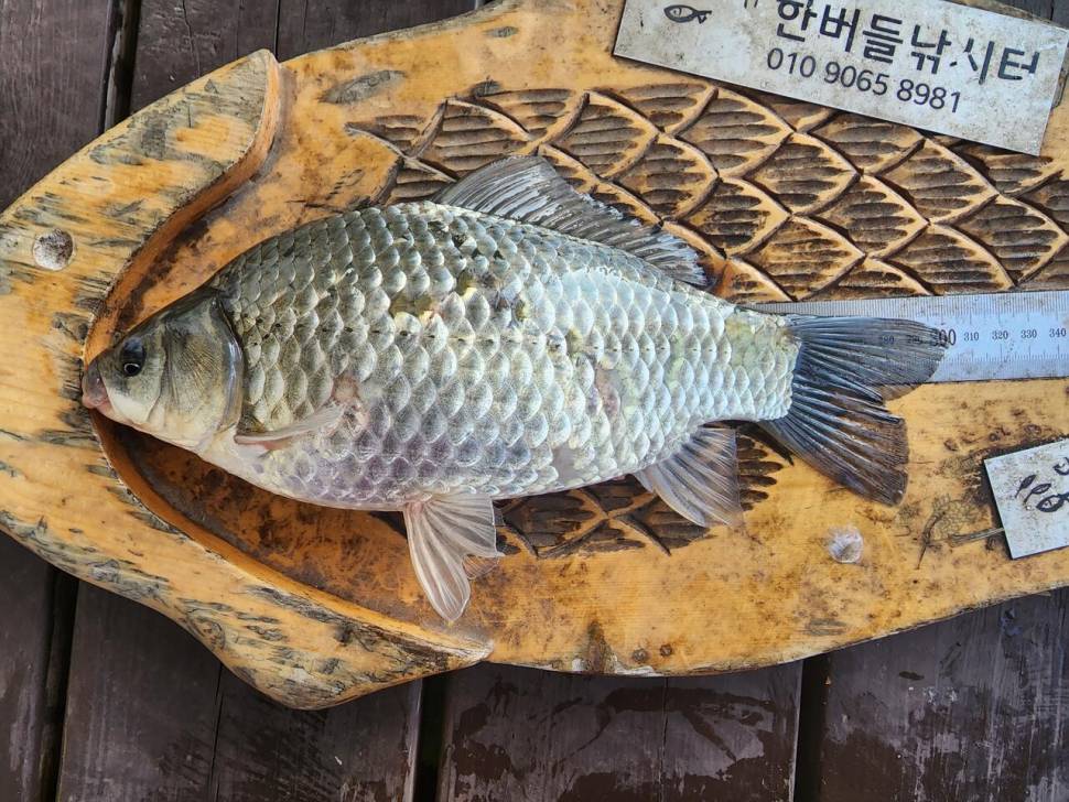 청풍 한버들 허릿급 조황입니다 (조황조행기 - 충주호조황속보)