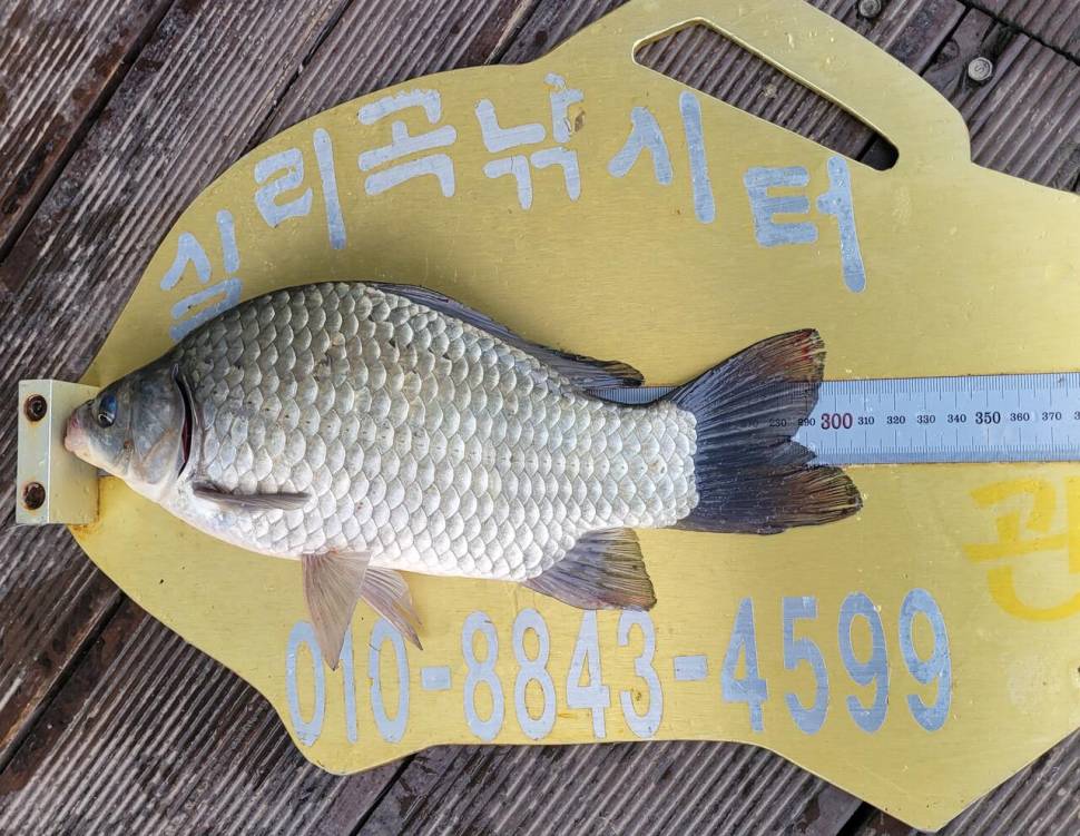 청풍 실리곡낚시터 조황입니다 (조황조행기 - 충주호조황속보)