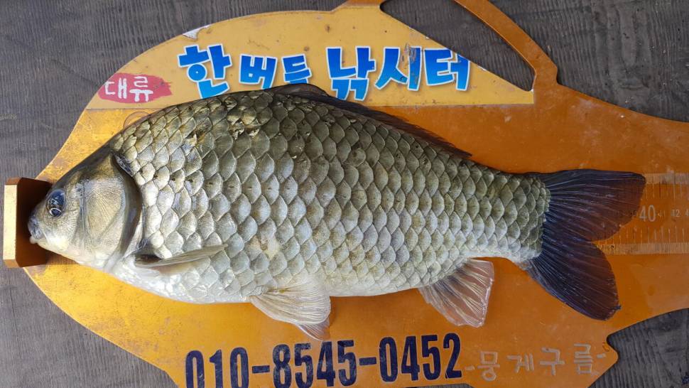 청풍 한버들 낚시터 4짜포함 허릿급 조황입니다 (조황조행기 - 충주호조황속보)