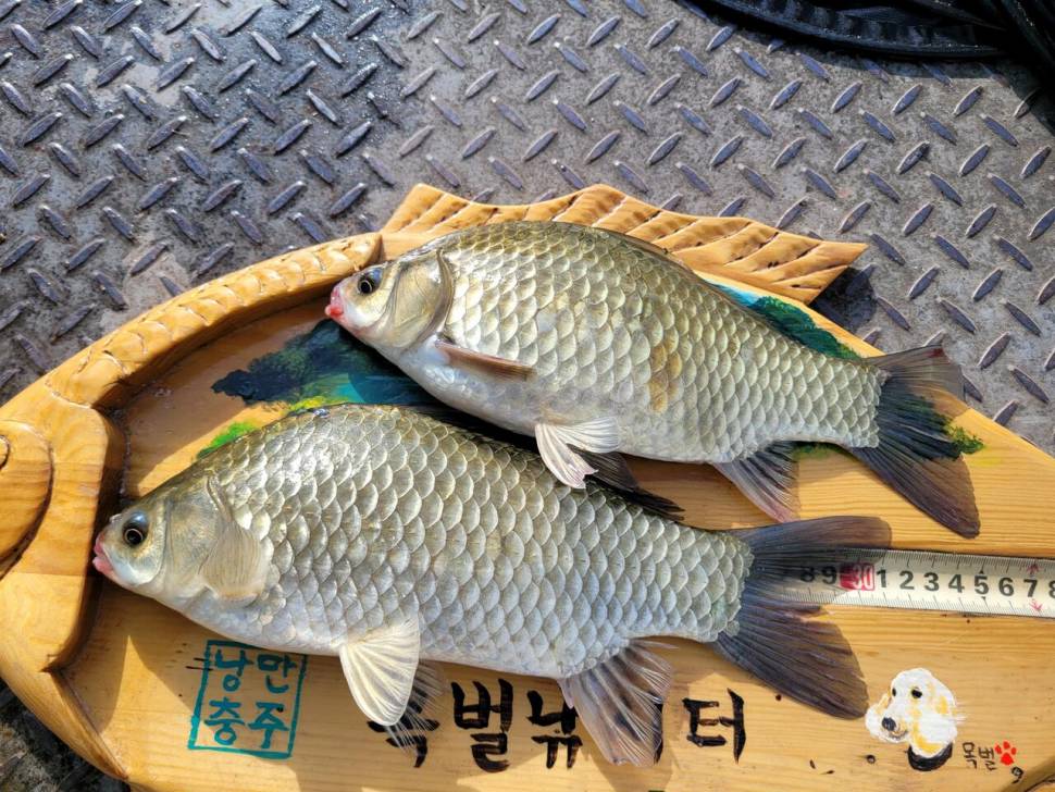 연일4짜행진중목벌낚시터 (조황조행기 - 충주호조황속보)