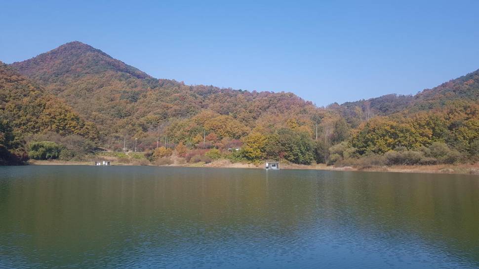 청풍 한버들 허릿급 조황입니다 (조황조행기 - 충주호조황속보)