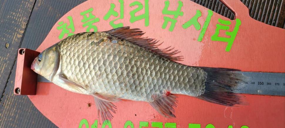 청풍신리낚시터 43cm외허리급 조황입니다 (조황조행기 - 충주호조황속보)