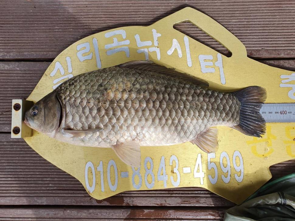 실리곡낚시터 4짜2수허리급 4수 조황입니다 (조황조행기 - 충주호조황속보)