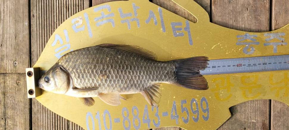 실리곡낚시터 허리급외 마릿수 조황입니다 (조황조행기 - 충주호조황속보)