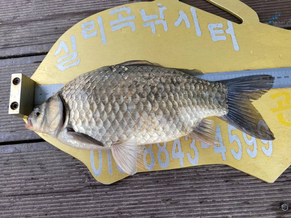 청풍 실리곡낚시터 43cm 대물입니다 (조황조행기 - 충주호조황속보)