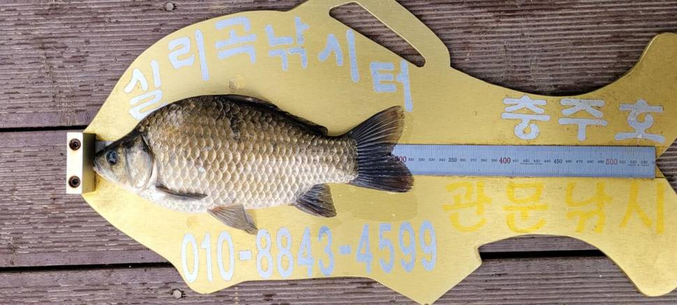 실리곡낚시터 조황입니다 (조황조행기 - 충주호조황속보)