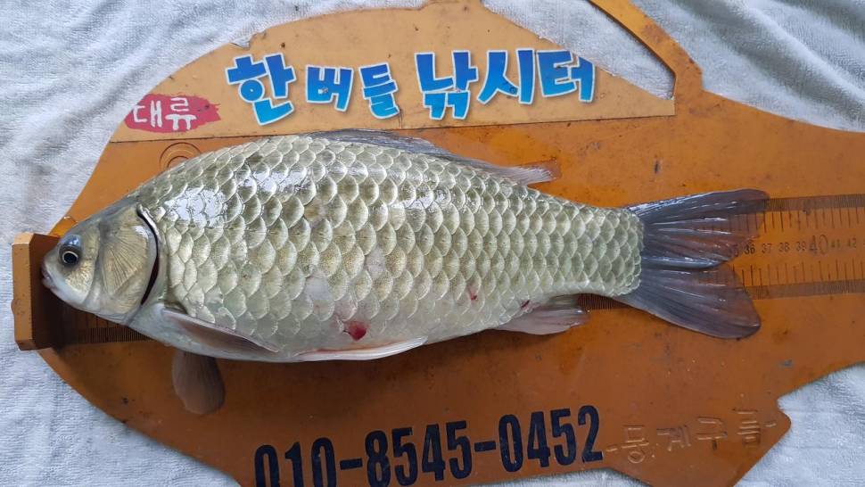 한버들 47cm 대물이 나왔습니다 (조황조행기 - 충주호조황속보)