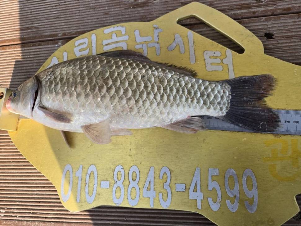 청풍 실리곡낚시터 41cm 조황입니다 (조황조행기 - 충주호조황속보)