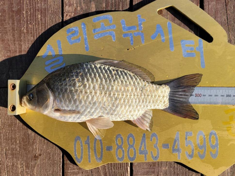 실리곡낚시터 허리급 조황입니다 (조황조행기 - 충주호조황속보)