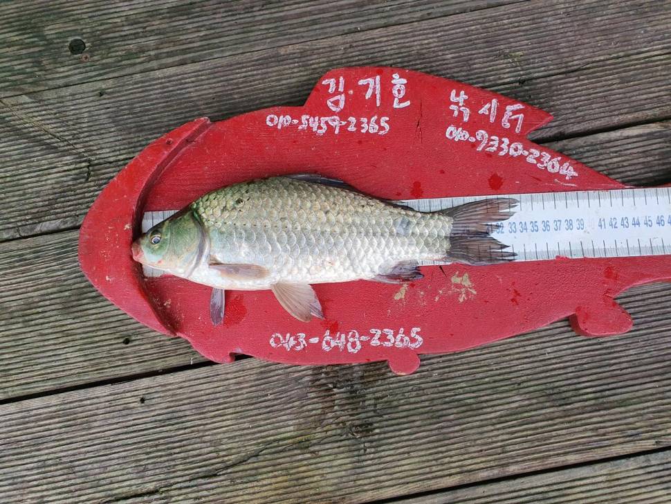 용곡 김기호 낚시터 조황정보 입니다 (조황조행기 - 충주호조황속보)