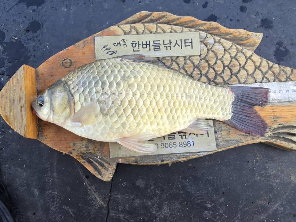 청풍 한버들 조황입니다 (조황조행기 - 충주호조황속보)