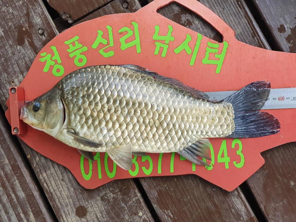 청풍신리낚시터 4짜허리급 조황입니다 (조황조행기 - 충주호조황속보)