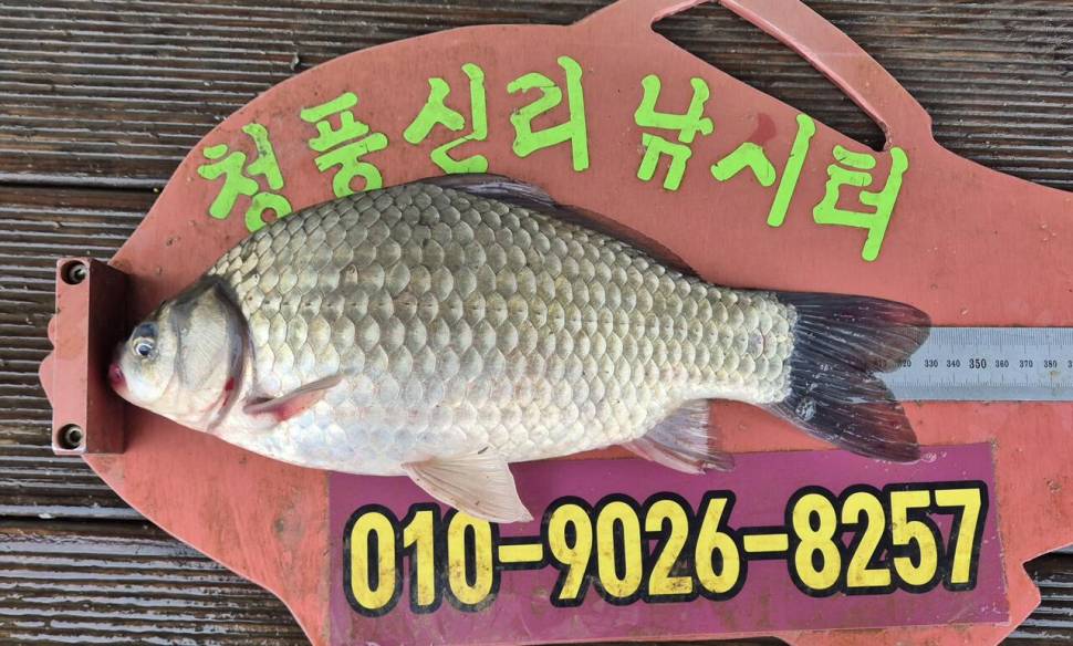 청풍신리낚시터 주말조황입니다 (조황조행기 - 충주호조황속보)
