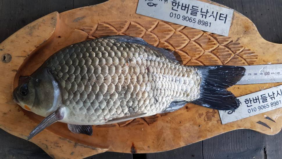 청풍 한버들 낚시터 4짜포함 허릿급 조황입니다 (조황조행기 - 충주호조황속보)