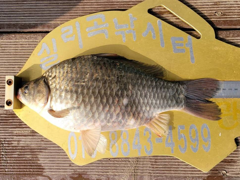 실리곡낚시터 4짜 조황입니다 (조황조행기 - 충주호조황속보)