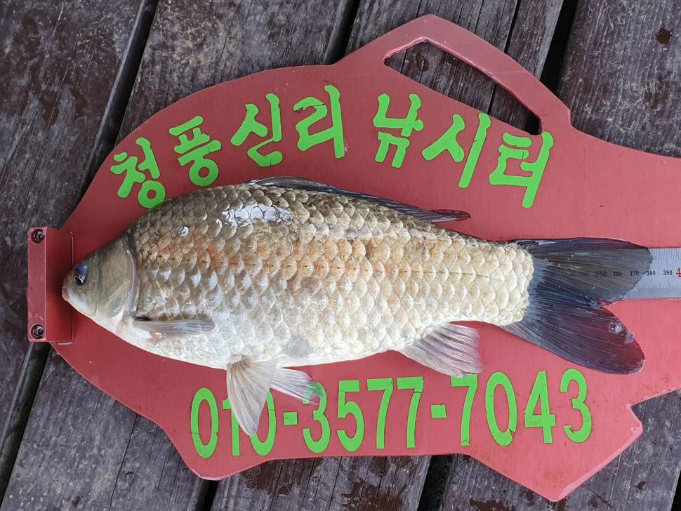 청풍신리낚시터 415cm41cm 조황입니다 (조황조행기 - 충주호조황속보)