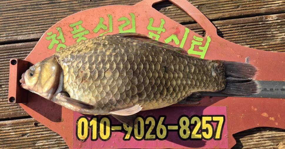 청풍신리낚시터 조황입니다 (조황조행기 - 충주호조황속보)