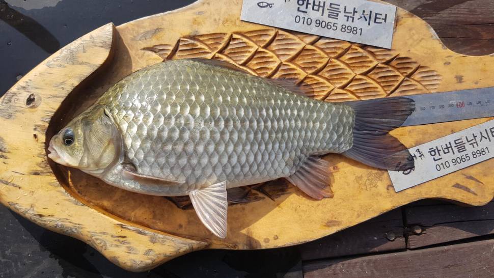 청풍 한버들 허릿급 조황입니다 (조황조행기 - 충주호조황속보)