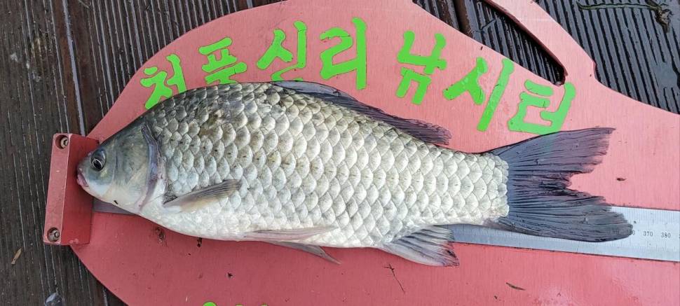 청풍신리낚시터 445cm 대물 조황입니다 (조황조행기 - 충주호조황속보)