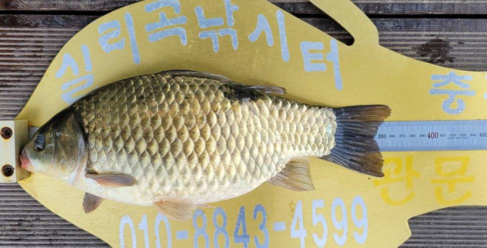 청풍실리곡낚시터 415cm외 허리급입니다 (조황조행기 - 충주호조황속보)