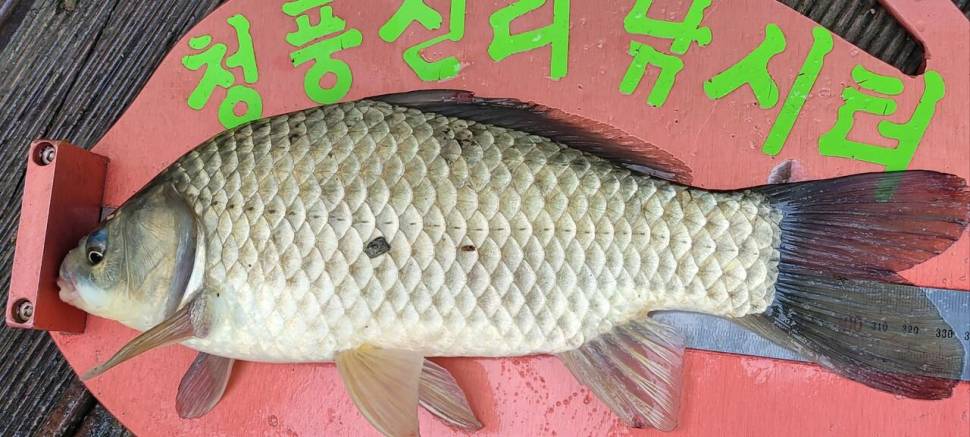 청풍신리낚시터 4짜외 허리급입니다 (조황조행기 - 충주호조황속보)