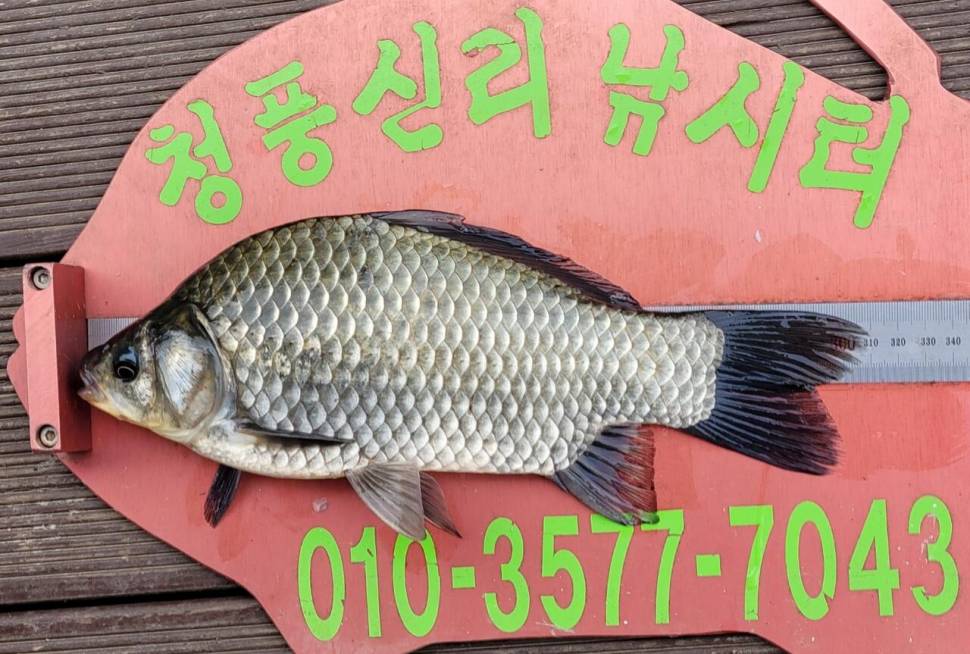 청풍신리낚시터 조황정보입니다 (조황조행기 - 충주호조황속보)