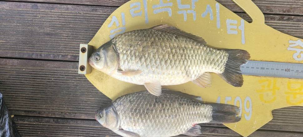 청풍 실리곡낚시터 허리급입니다 (조황조행기 - 충주호조황속보)
