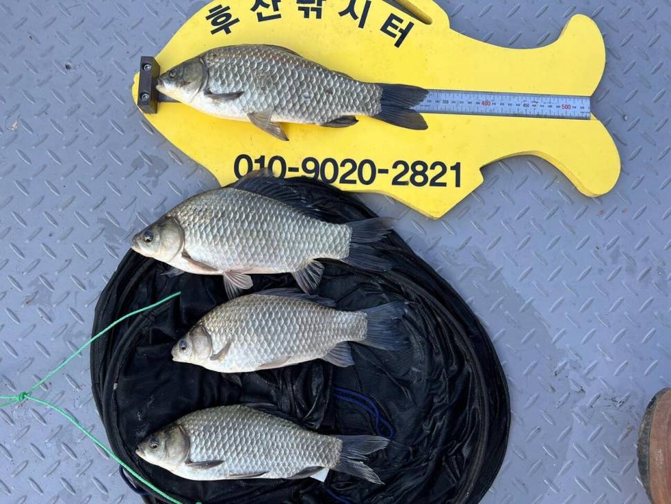 후산낚시터 조황 안내 입니다 (조황조행기 - 충주호조황속보)