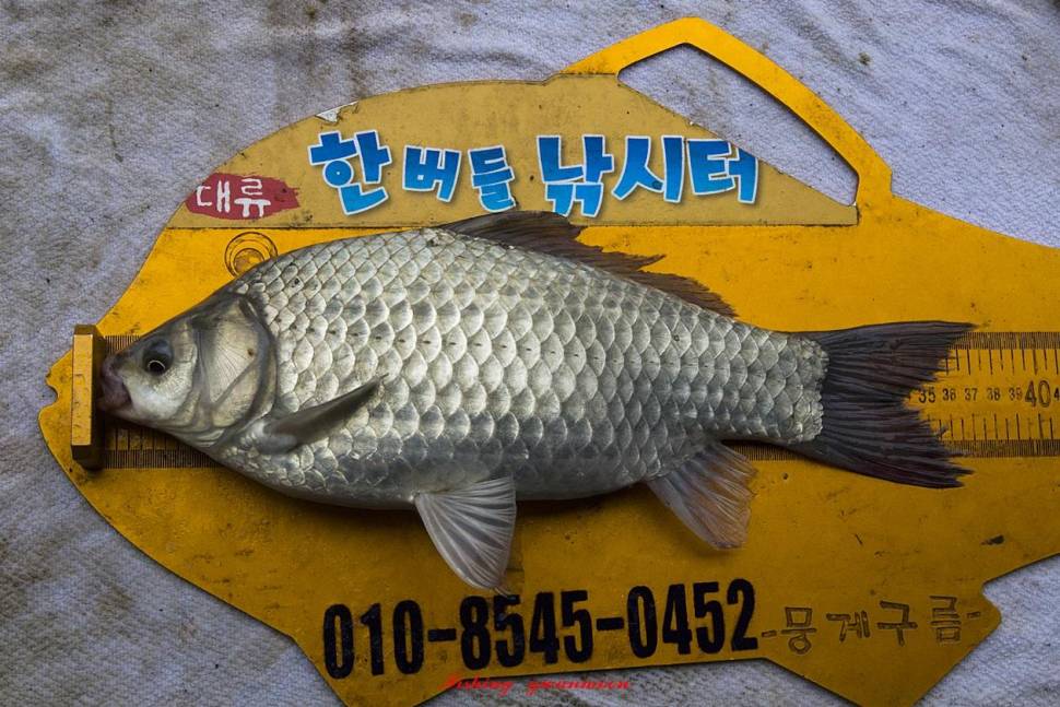 한버들 조황입니다 (조황조행기 - 충주호조황속보)