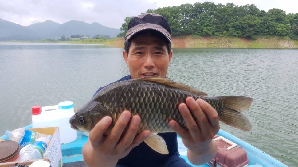 청풍 한버들 낚시터 4짜포함 허릿급 조황입니다 (조황조행기 - 충주호조황속보)
