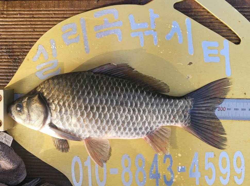 실리곡낚시터 허리급 조황입니다 (조황조행기 - 충주호조황속보)